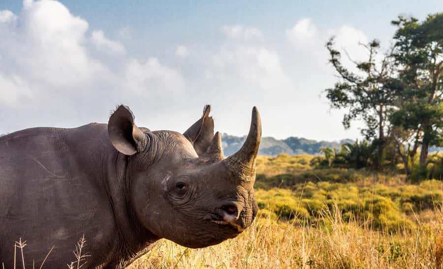 Durban:3 Day Hluhluwe-Imfolozi Park, St Lucia, iSimangaliso - Price and what you are actually paying for