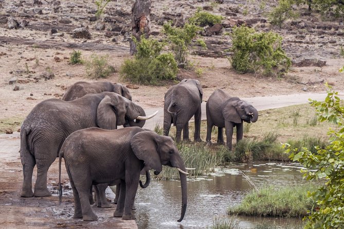 Durban: Big 5 Safari - Open Safari Vehicle at Exclusive Reserve - Manyoni Private Game Reserve and the Big 5 focus