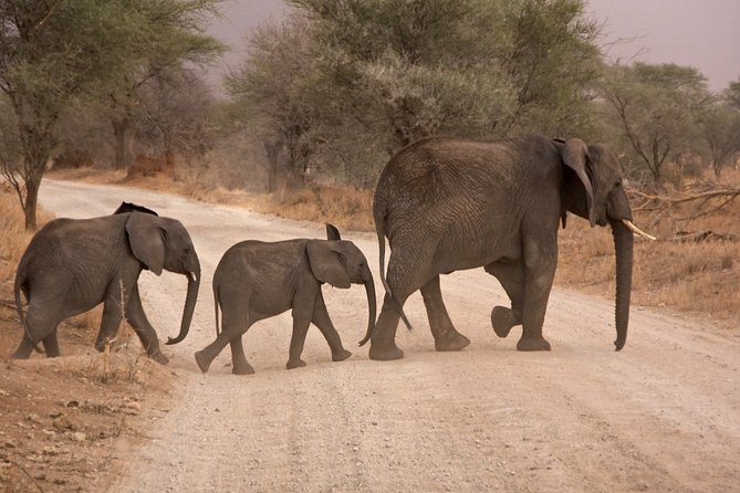 Durban: Big 5 Safari - Open Safari Vehicle at Exclusive Reserve - The 5:30 am start: how a full day in Durban really runs