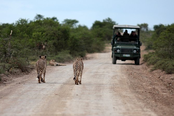 Durban: Big 5 Safari - Open Safari Vehicle at Exclusive Reserve - Pickup convenience from Umhlanga to Richards Bay