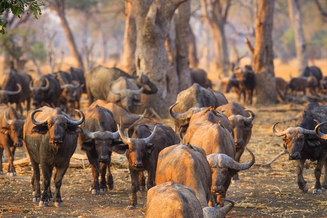 Durban: Big 5 Safari - Open Safari Vehicle at Exclusive Reserve - Who should book this Durban Big 5 safari?