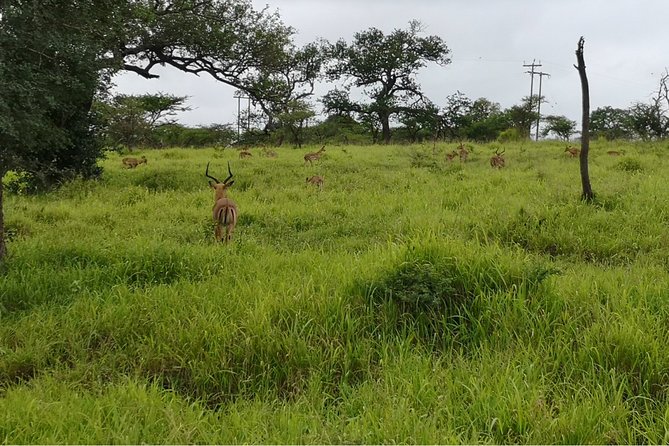 Durban: Big 5 Safari - Open Safari Vehicle at Exclusive Reserve - Should you book it? My practical take
