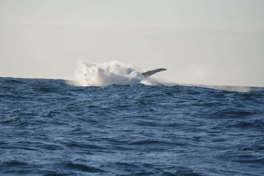 Durban: Durban: Whale and Dolphin Watching Boat Tour - Quick hits on Durban whale and dolphin watching in Durban