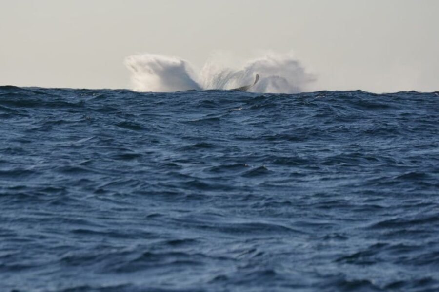 Durban: Durban: Whale and Dolphin Watching Boat Tour - Who This Tour Fits Best (and Who Should Skip It)