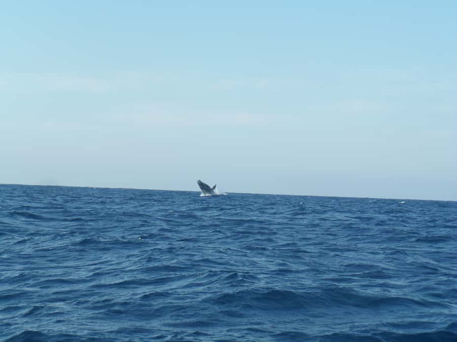 Durban: Durban: Whale and Dolphin Watching Boat Tour - Seasonal Timing: When Durban’s Humpbacks Are Actually Here