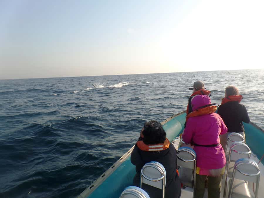 Durban: Durban: Whale and Dolphin Watching Boat Tour - The Viewing Moment: How Close You Might Get to Breaches and Tail Slaps