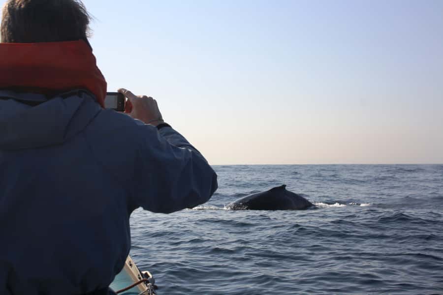 Durban: Durban: Whale and Dolphin Watching Boat Tour - What to Bring and How to Dress for Open Ocean