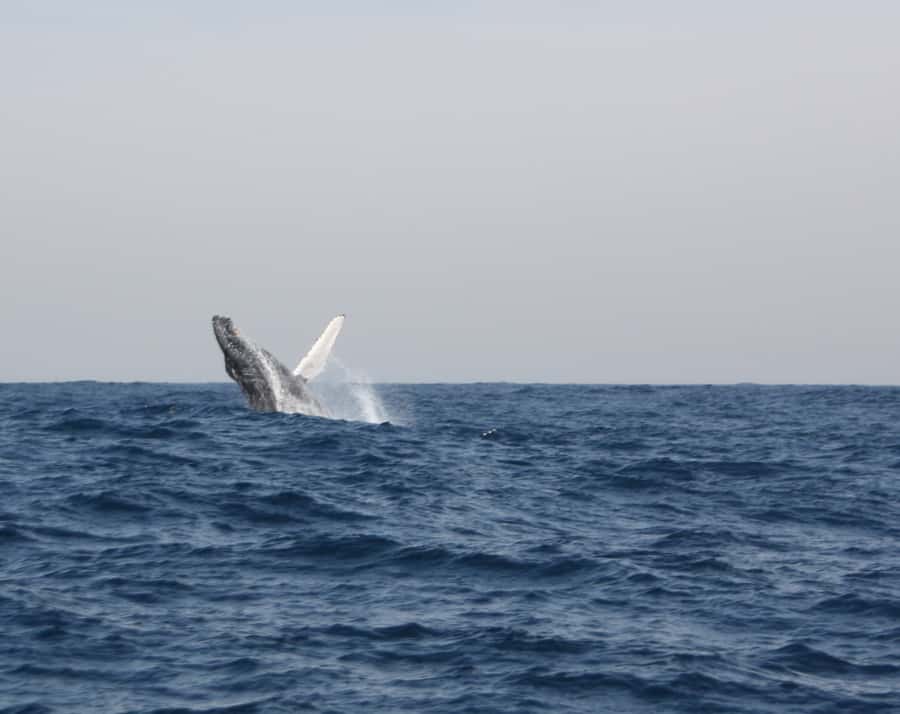 Durban: Durban: Whale and Dolphin Watching Boat Tour - Price and Value: What You Get for $102