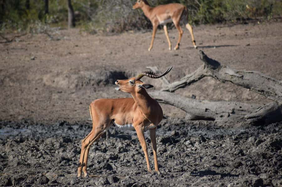 Durban: Full Day Hluhluwe-iMfolozi Game Reserve with lunch - Key things to know before you go