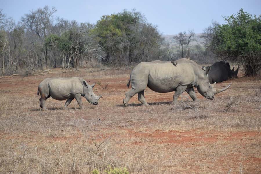 Durban: Full Day Hluhluwe-iMfolozi Game Reserve with lunch - First light from Durban: why the 5:30 AM start matters