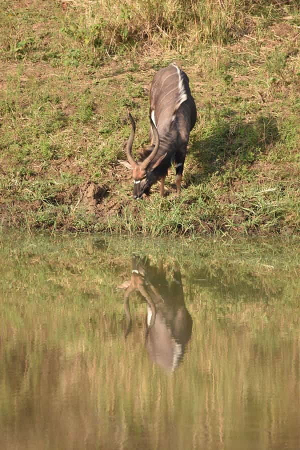 Durban: Full Day Hluhluwe-iMfolozi Game Reserve with lunch - Views in the hills: why the scenery feels like part of the wildlife