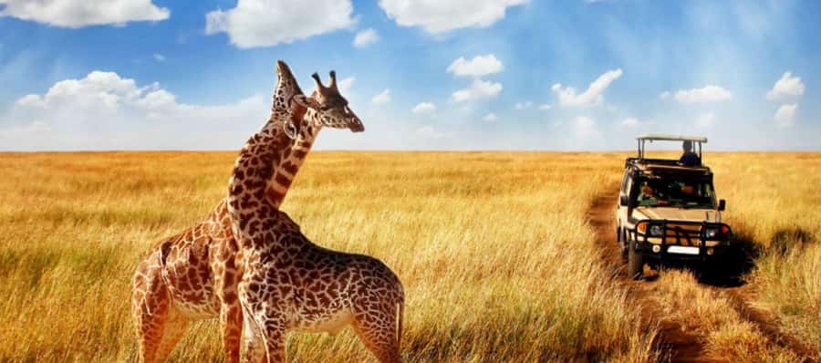 Durban: Half Day Phezulu Safari Park and Durban City Tour - Should you book the Durban half day safari and city tour?