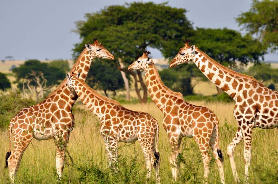 Durban: Half Day Phezulu Safari Park and Durban City Tour - Zulu village tour and dance: where the culture lesson actually lands