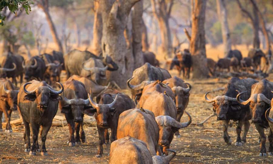 Durban: Hluhluwe Big 5 Safari with Pro Zeiss Binoculars - Hluhluwe-Imfolozi, and why this Big 5 hunt feels specific