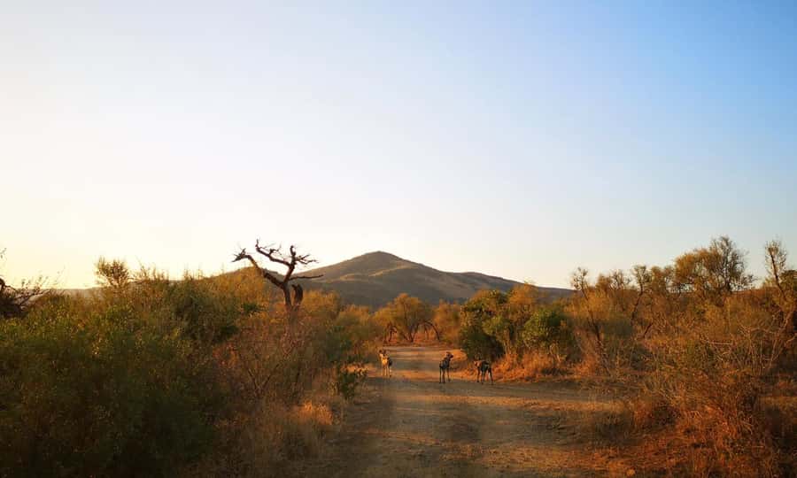 Durban: Hluhluwe Big 5 Safari with Pro Zeiss Binoculars - Zeiss Terra ED 8x42 binoculars: how they change what you actually see