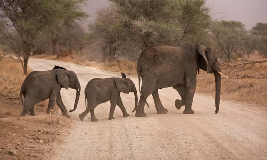 Durban: Hluhluwe Big 5 Safari with Pro Zeiss Binoculars - Lunch at Hilltop Restaurant: a planned break with a view