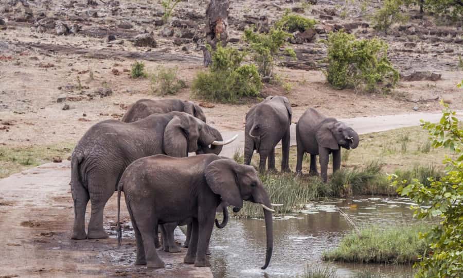 Durban: Hluhluwe Big 5 Safari with Pro Zeiss Binoculars - Wildlife odds: what “Big 5” success really looks like