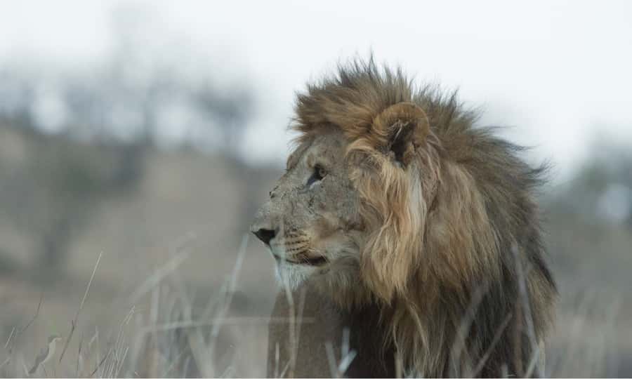 Durban: Hluhluwe Big 5 Safari with Pro Zeiss Binoculars - Guides and storytelling: it helps you read the safari faster