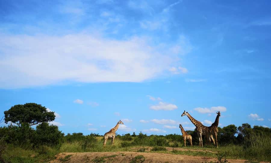 Durban: Hluhluwe Big 5 Safari with Pro Zeiss Binoculars - The 5 am rhythm: two 3.5-hour drives, plus the Durban commute