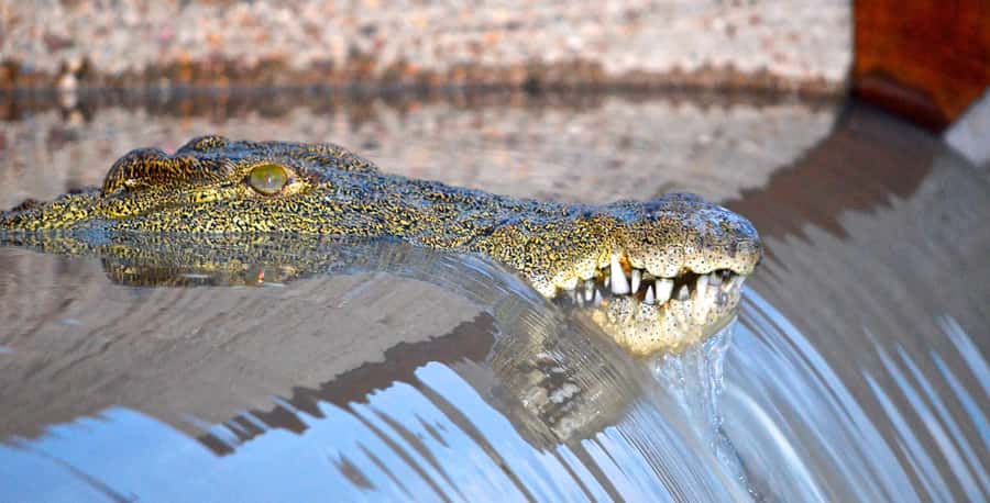 Durban: Hluhluwe Imfolozi Safari & iSimangaliso Tour - Key things that make this safari day worth it