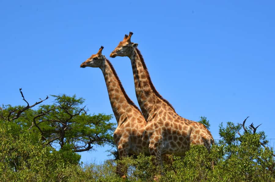 Durban: Hluhluwe Imfolozi Safari & iSimangaliso Tour - Why combining iSimangaliso and Hluhluwe-Imfolozi makes sense