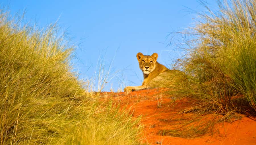 Durban: Hluhluwe Imfolozi Safari & iSimangaliso Tour - What iSimangaliso is really like, beyond the animal list