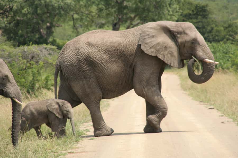 Durban: Hluhluwe Imfolozi Safari & iSimangaliso Tour - Price and value: what you are paying for at $280 per person