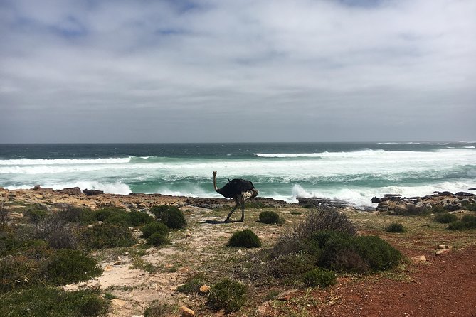 E-Bike Cape Peninsula tour - Boulders Beach penguins: optional, short, and worth budgeting