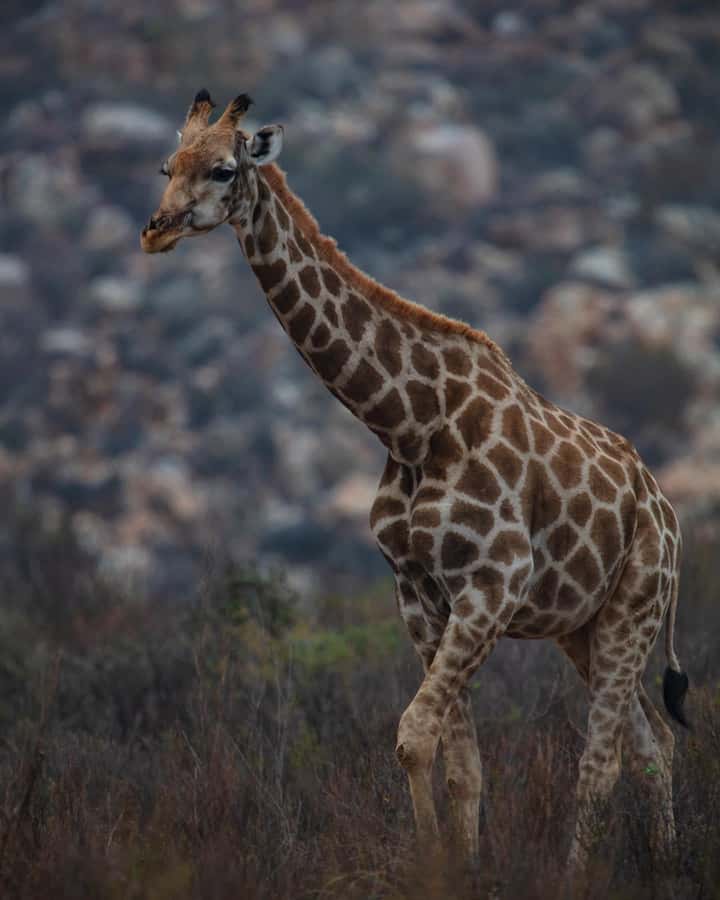 Early Morning Safari Big Five Experience Near Cape Town, SA - Key things to know before you go