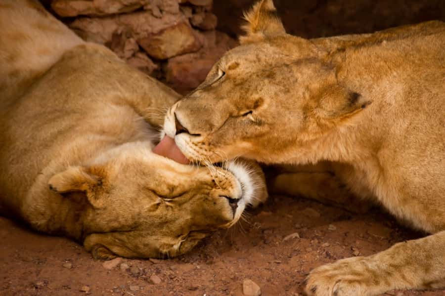Early Morning Safari Big Five Experience Near Cape Town, SA - Price and Value: Is $342 Per Person Reasonable?