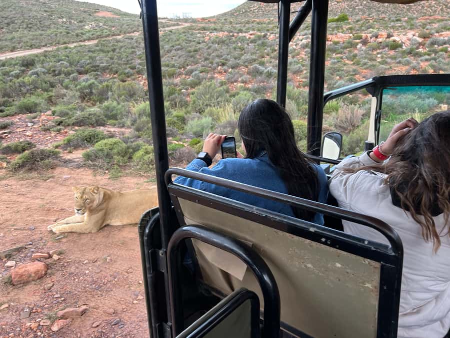 Early Morning Safari Big Five Experience Near Cape Town, SA - Guide Experience and the Human Side of the Safari