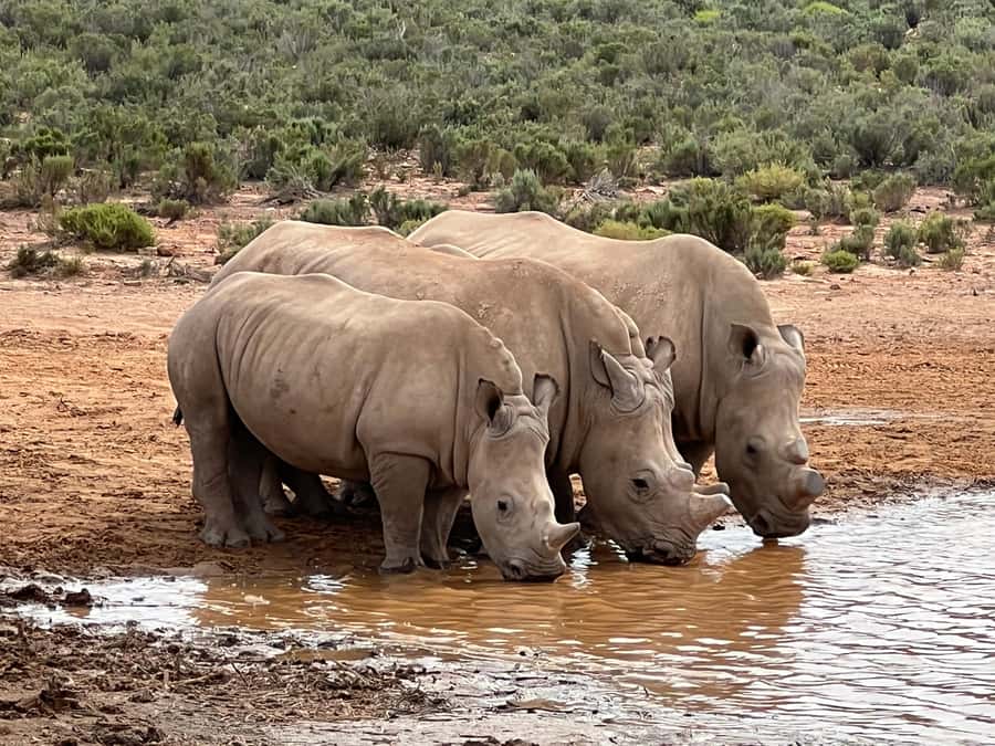 Early Morning Safari Big Five Experience Near Cape Town, SA - Reserve Arrival, Consent Forms, and a Halal Breakfast You Can Plan On