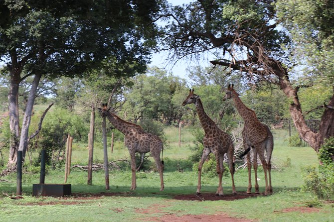 Elephant Experience & Lesedi Cultural Village - Why this day trip makes sense from Pretoria