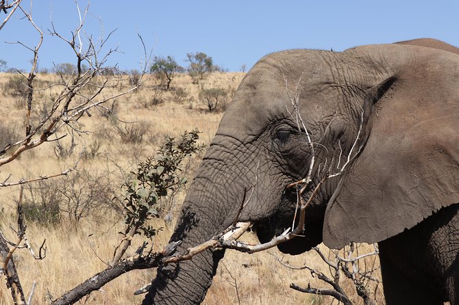 Elephant Experience & Lesedi Cultural Village - What you might see beyond elephants on the drive