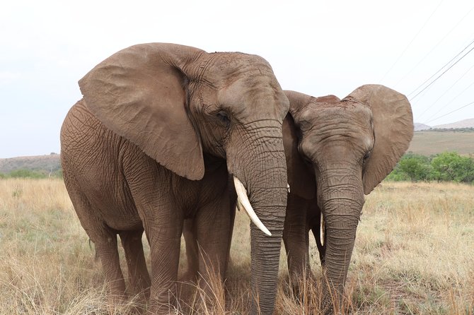 Elephant Experience & Lesedi Cultural Village - Who your guide really is matters, and you get a strong team