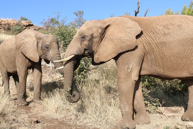Elephant Experience & Lesedi Cultural Village - Stop 1 at Glen Afric Country Lodge: tea with the views, then a 4x4 search