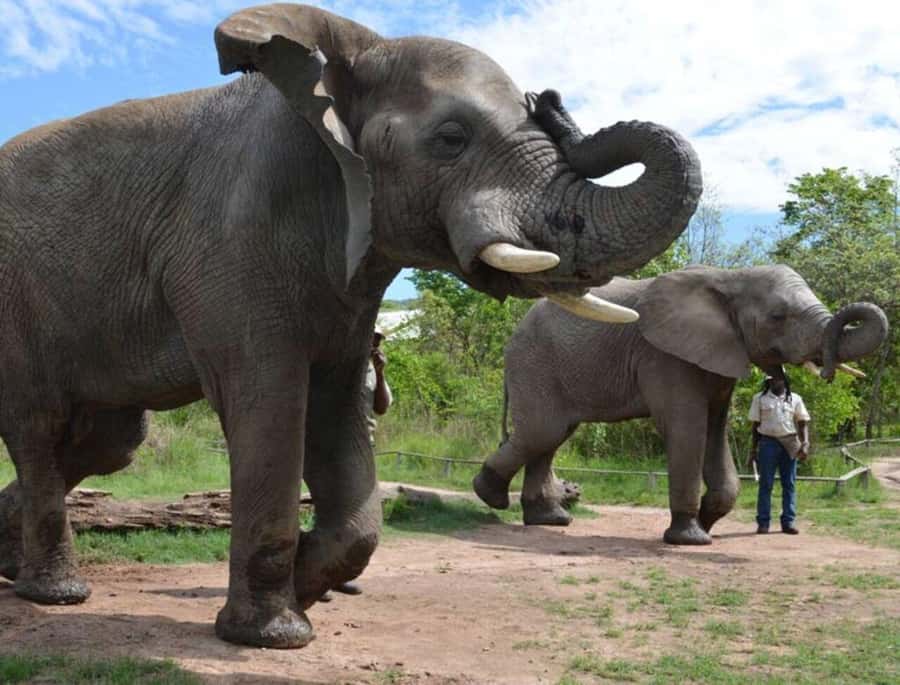 Elephant & Monkey Santuary with Lion Park Tour - From Johannesburg pickup to Sandton-area safari time