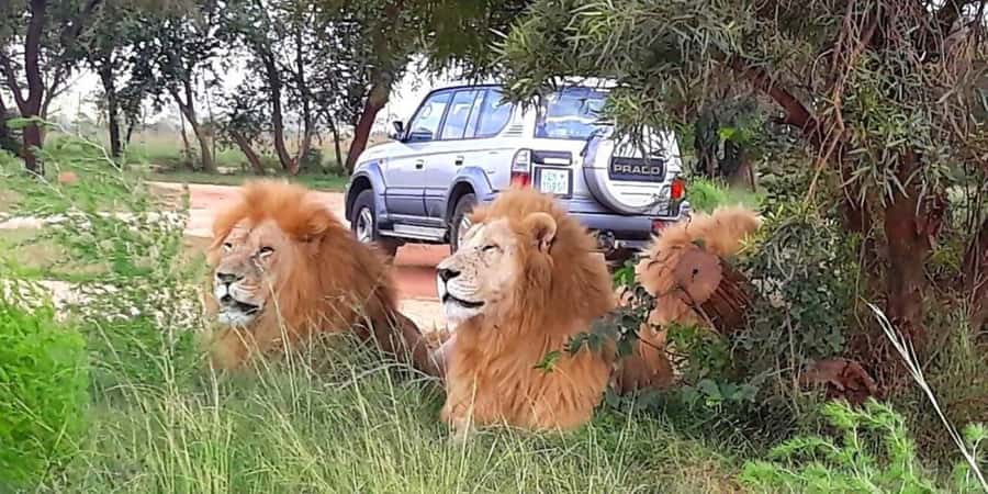 Elephant & Monkey Santuary with Lion Park Tour - Who this tour suits best, and who should skip it
