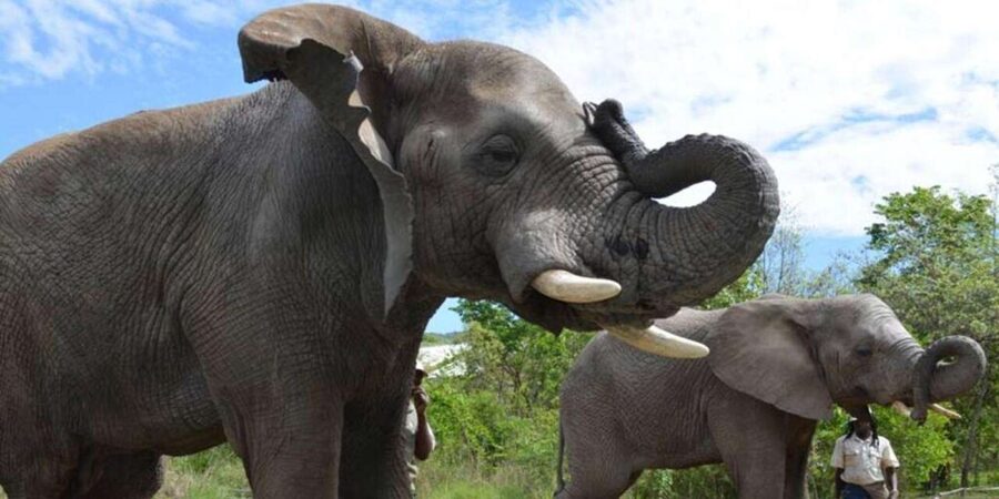 Elephant & Monkey Santuary with Lion Park Tour - FAQ