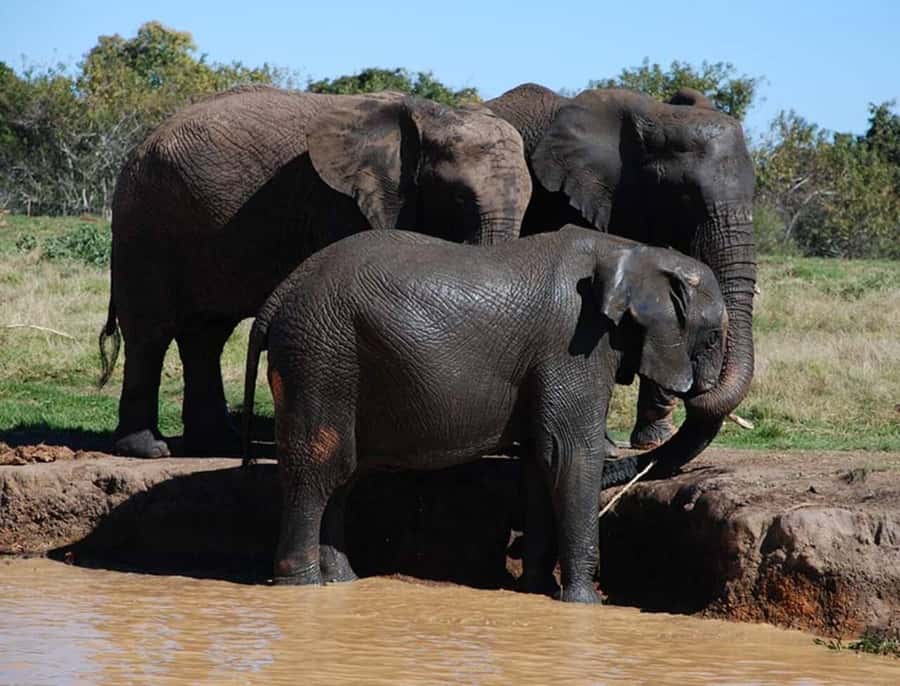 Elephant & Monkey Santuary with Lion Park Tour - Lion Park safari game drive: what 2 hours really delivers