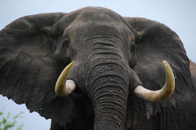 Elephant Sanctuary Tour from Johannesburg - Key highlights to look forward to