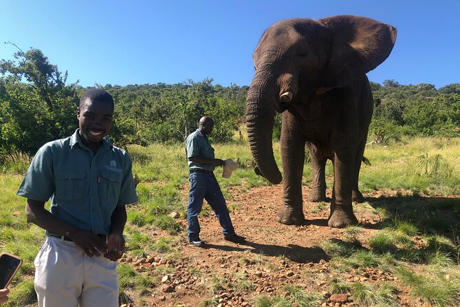Elephant Sanctuary Tour from Johannesburg - From Johannesburg pickup to the Hartbeespoortdam elephant day