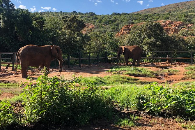 Elephant Sanctuary Tour from Johannesburg - Walking alongside elephants: your most emotional moment, done carefully