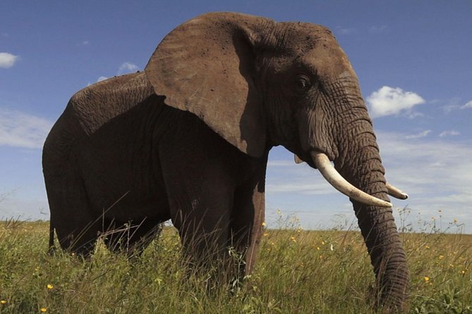 Elephant Sanctuary Tour from Johannesburg - The educational talk: from close-up wonder to conservation reality