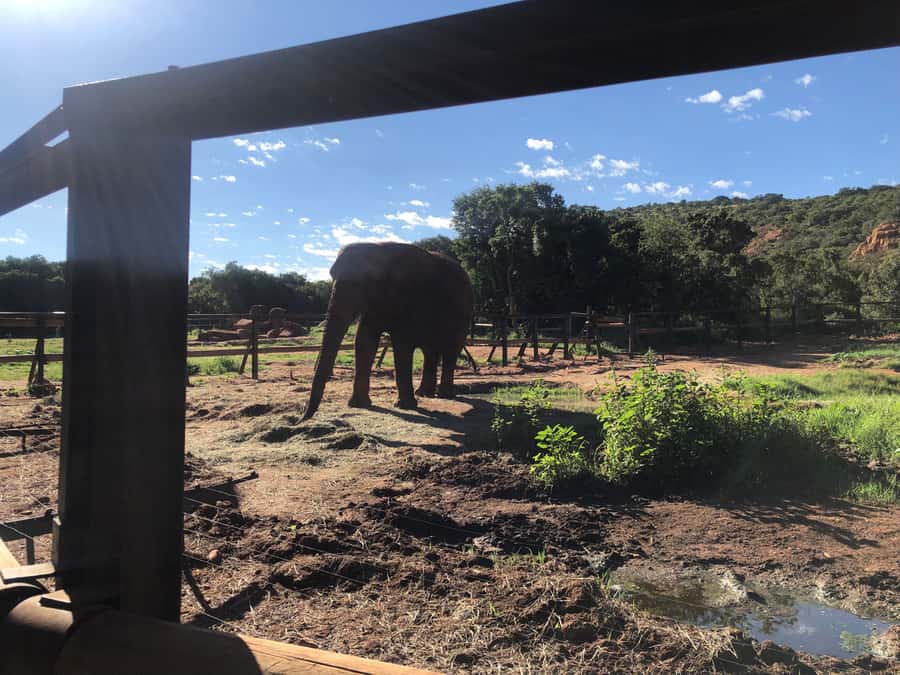 Elephant Sanctuary Tour from Johannesburg - A few smart tips before you go