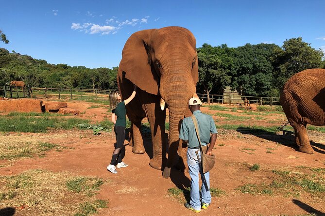 Elephant Sanctuary Tour from Johannesburg - The sanctuary welcome and the safety mindset that matters