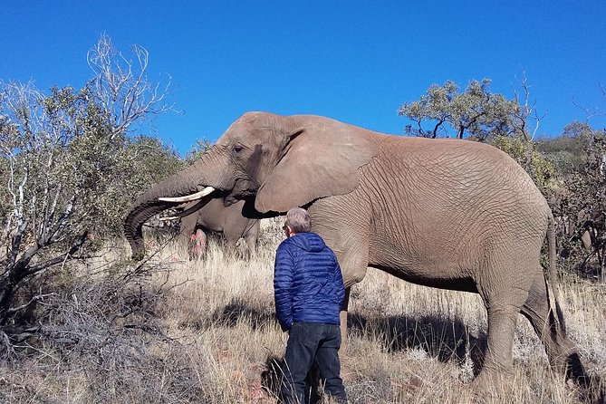 Elephant Walk Guided Half Day Tour from Johannesburg - Key things that make this elephant walk special