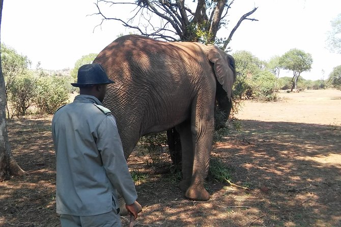 Elephant Walk Guided Half Day Tour from Johannesburg - Hartbeesport Dam elephant walking, the ethical way