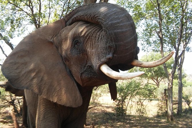 Elephant Walk Guided Half Day Tour from Johannesburg - How the 4-hour plan actually flows from pickup to lodge lunch