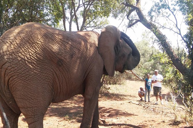 Elephant Walk Guided Half Day Tour from Johannesburg - The return drive through the Cradle of Humankind